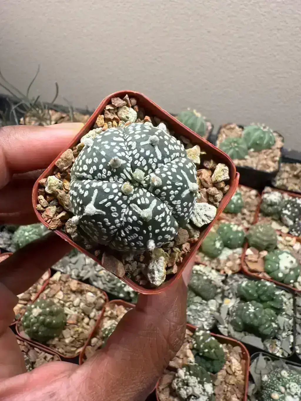 Astrophytum asterias cv. Superkabuto V-Type