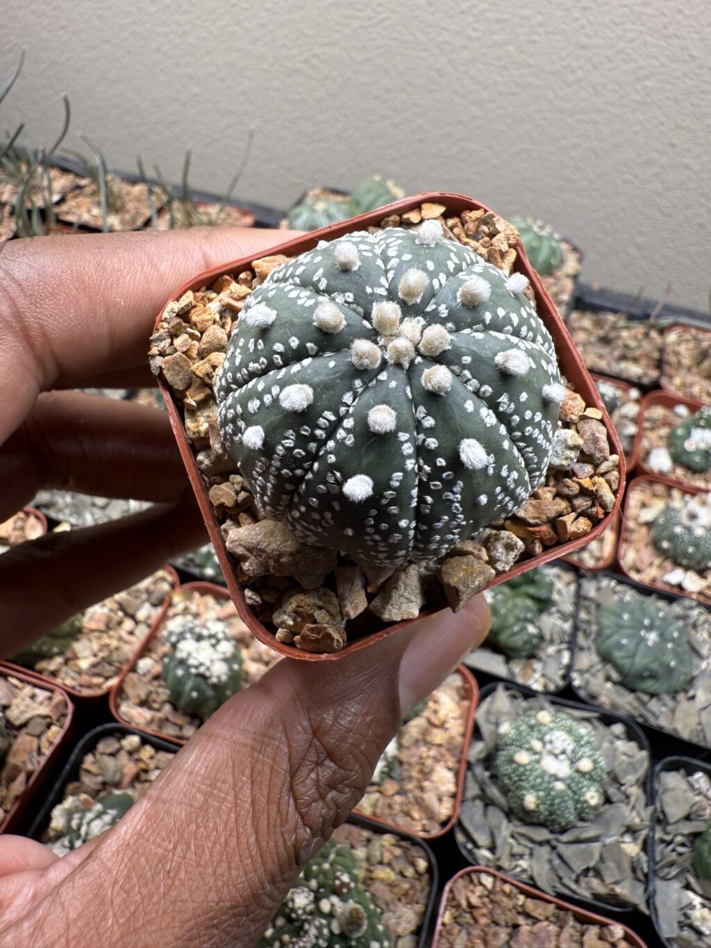 Astrophytum asterias cv. Superkabuto - Image 2