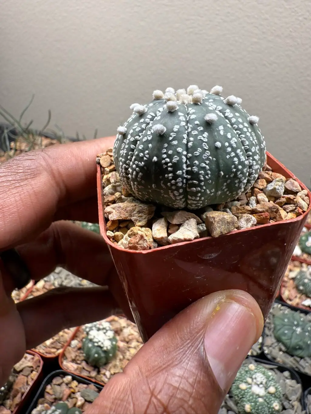 Astrophytum asterias cv. Superkabuto - Image 3