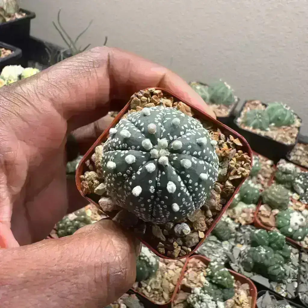Astrophytum asterias cv. Superkabuto