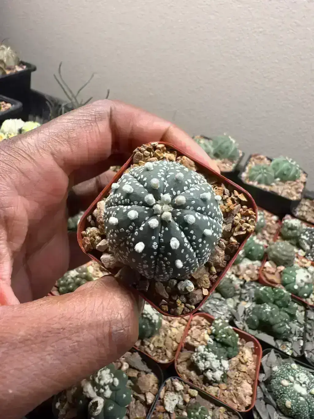 Astrophytum asterias cv. Superkabuto
