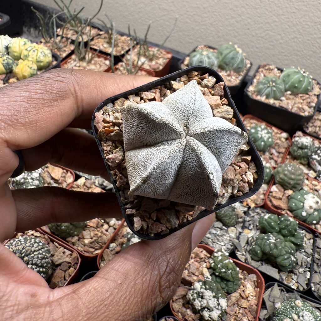 Astrophytum coahuilense