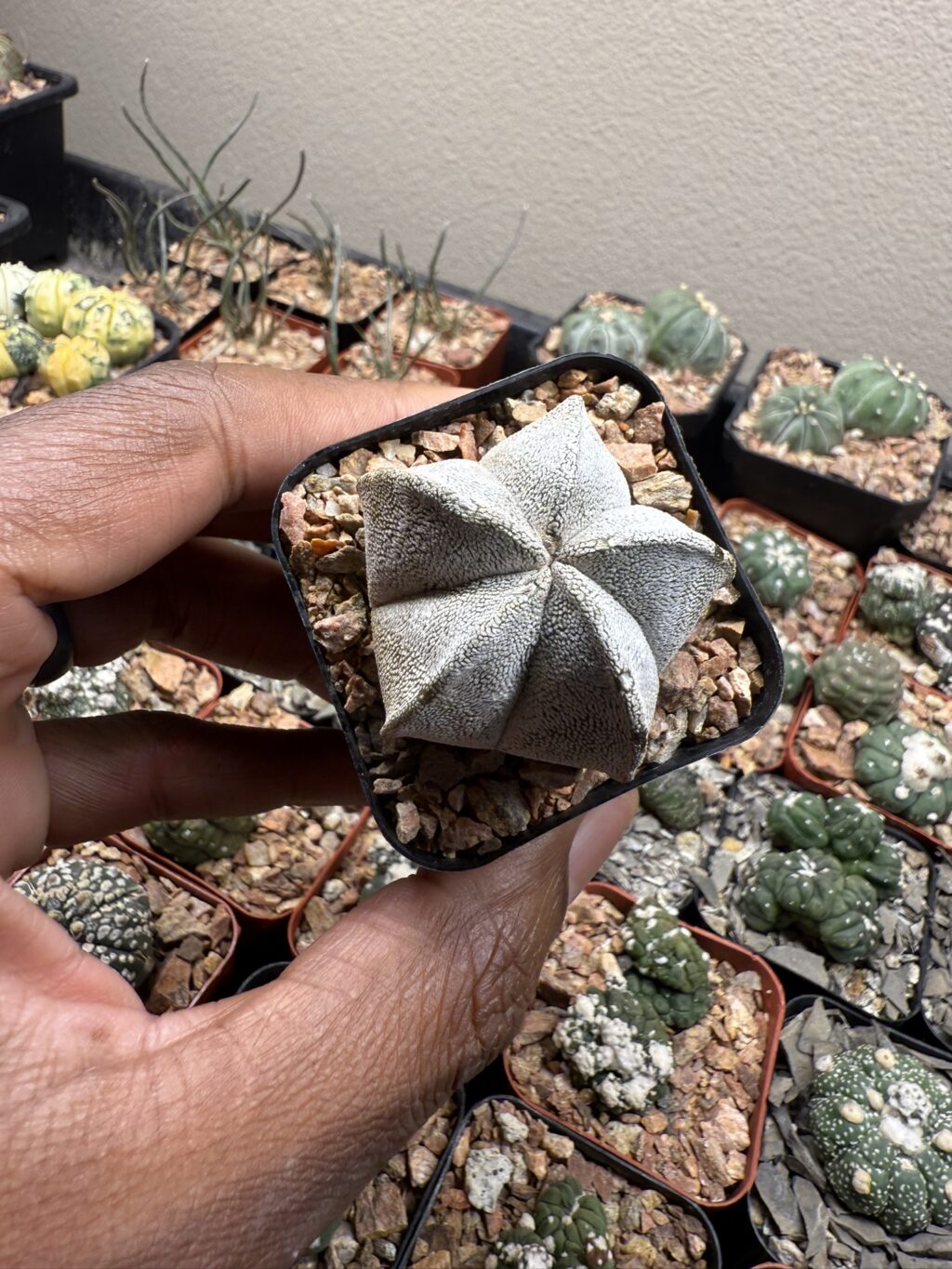 Astrophytum coahuilense