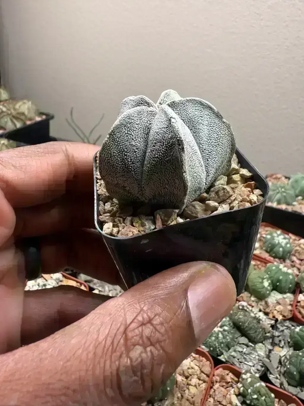 Astrophytum coahuilense - Image 2