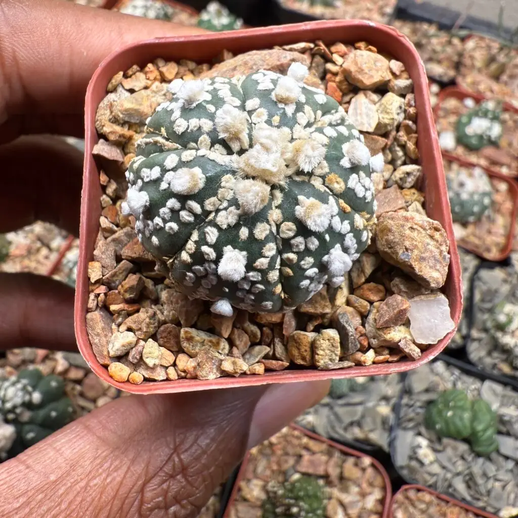 Astrophytum asterias cv. Superkabuto Fukuryu