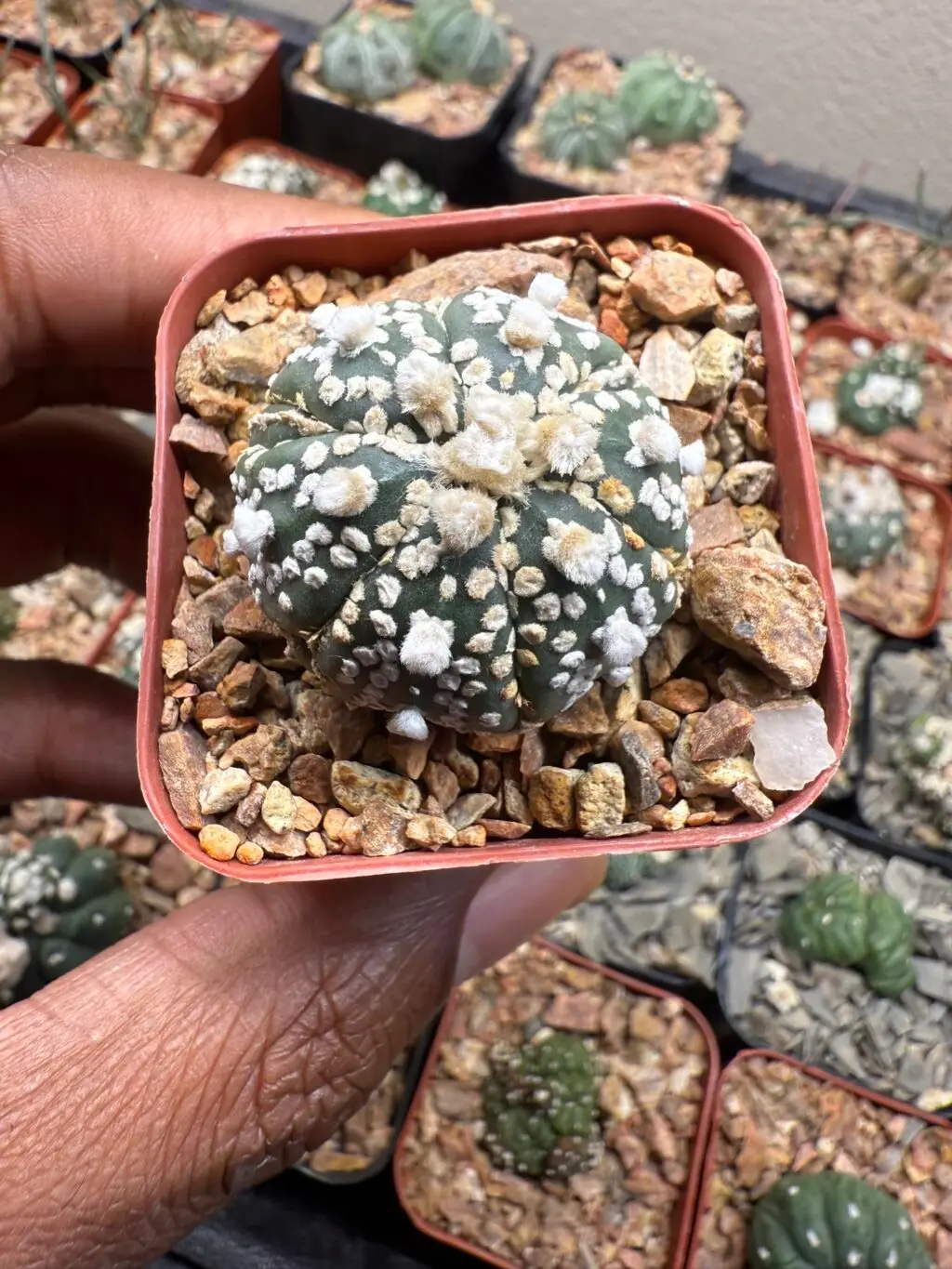 Astrophytum asterias cv. Superkabuto Fukuryu