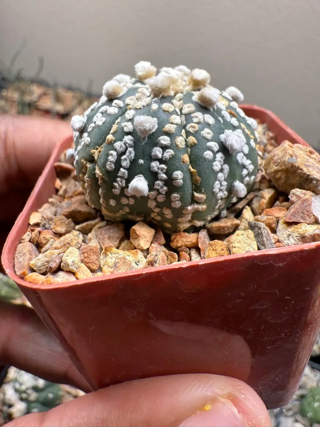 Astrophytum asterias cv. Superkabuto Fukuryu - Image 2