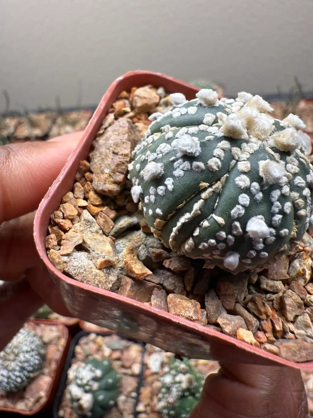 Astrophytum asterias cv. Superkabuto Fukuryu - Image 3