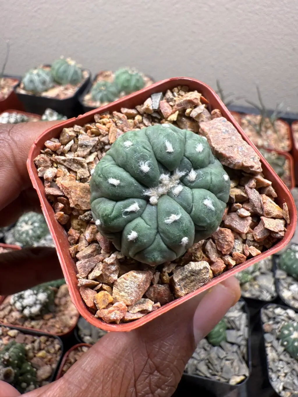 Astrophytum asterias cv. Kikko Lizard Skin
