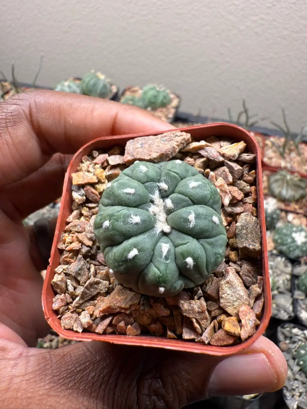 Astrophytum asterias cv. Kikko Lizard Skin - Image 2