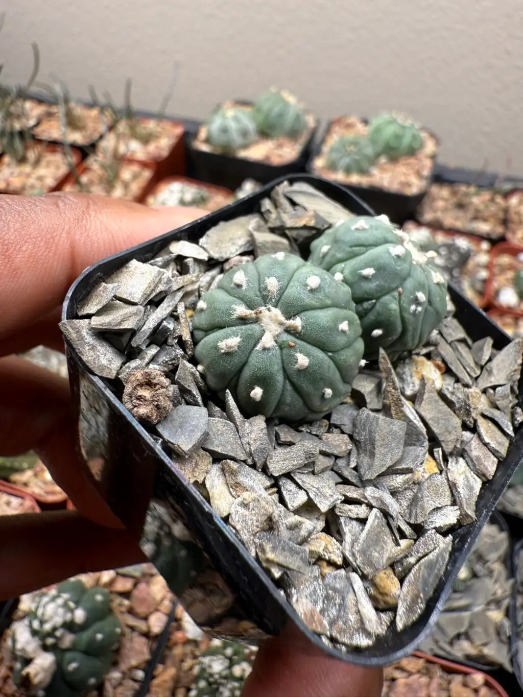 Astrophytum asterias cv. Kikko Lizard Skin 2 Headed
