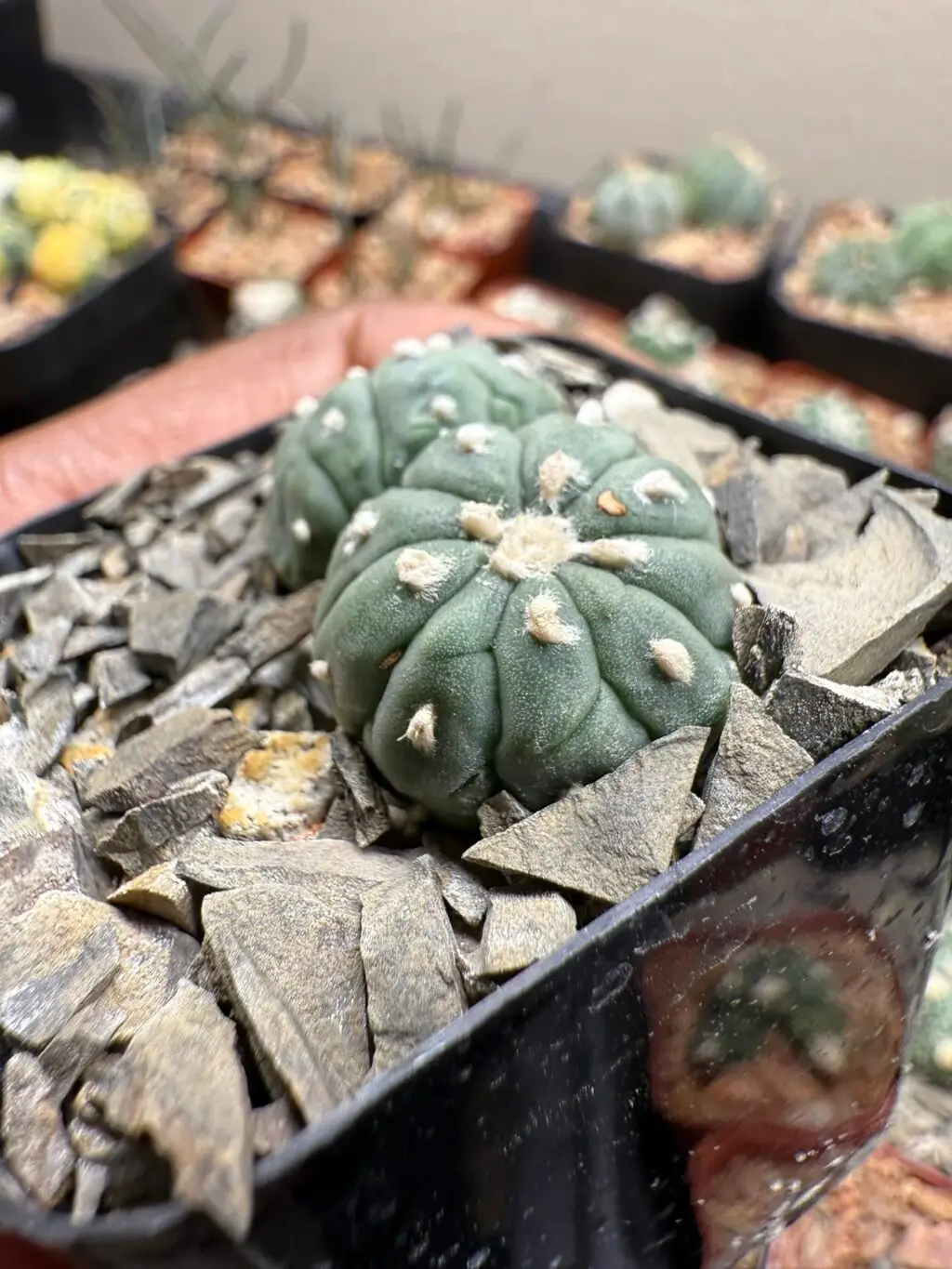 Astrophytum asterias cv. Kikko Lizard Skin 2 Headed - Image 2