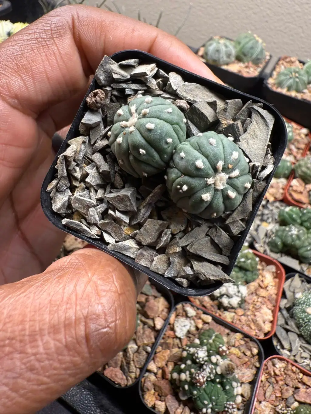Astrophytum asterias cv. Kikko Lizard Skin 2 Headed - Image 3
