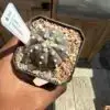 Astrophytum asterias cv. Purple Skin