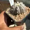 Astrophytum asterias cv. Purple Skin - Image 2