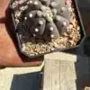 Astrophytum asterias cv. Purple Skin - Image 3