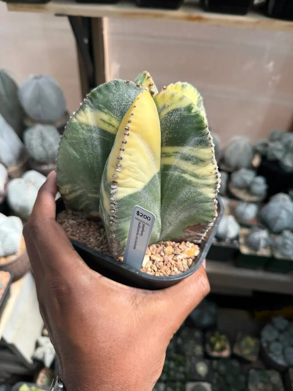 Astrophytum myriostigma Variegated