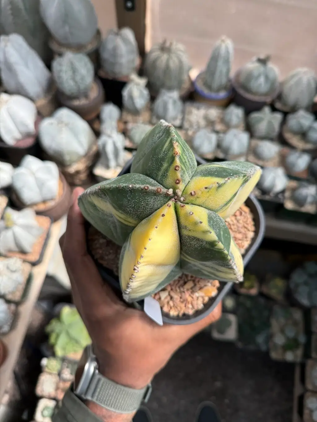 Astrophytum myriostigma Variegated - Image 2