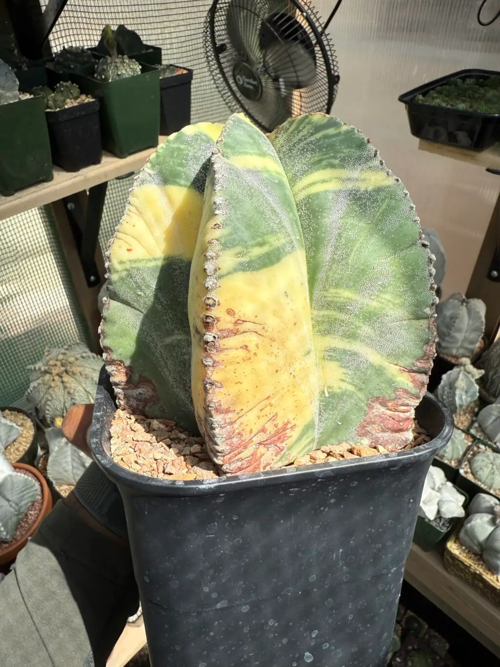 Astrophytum myriostigma Variegated - Image 3