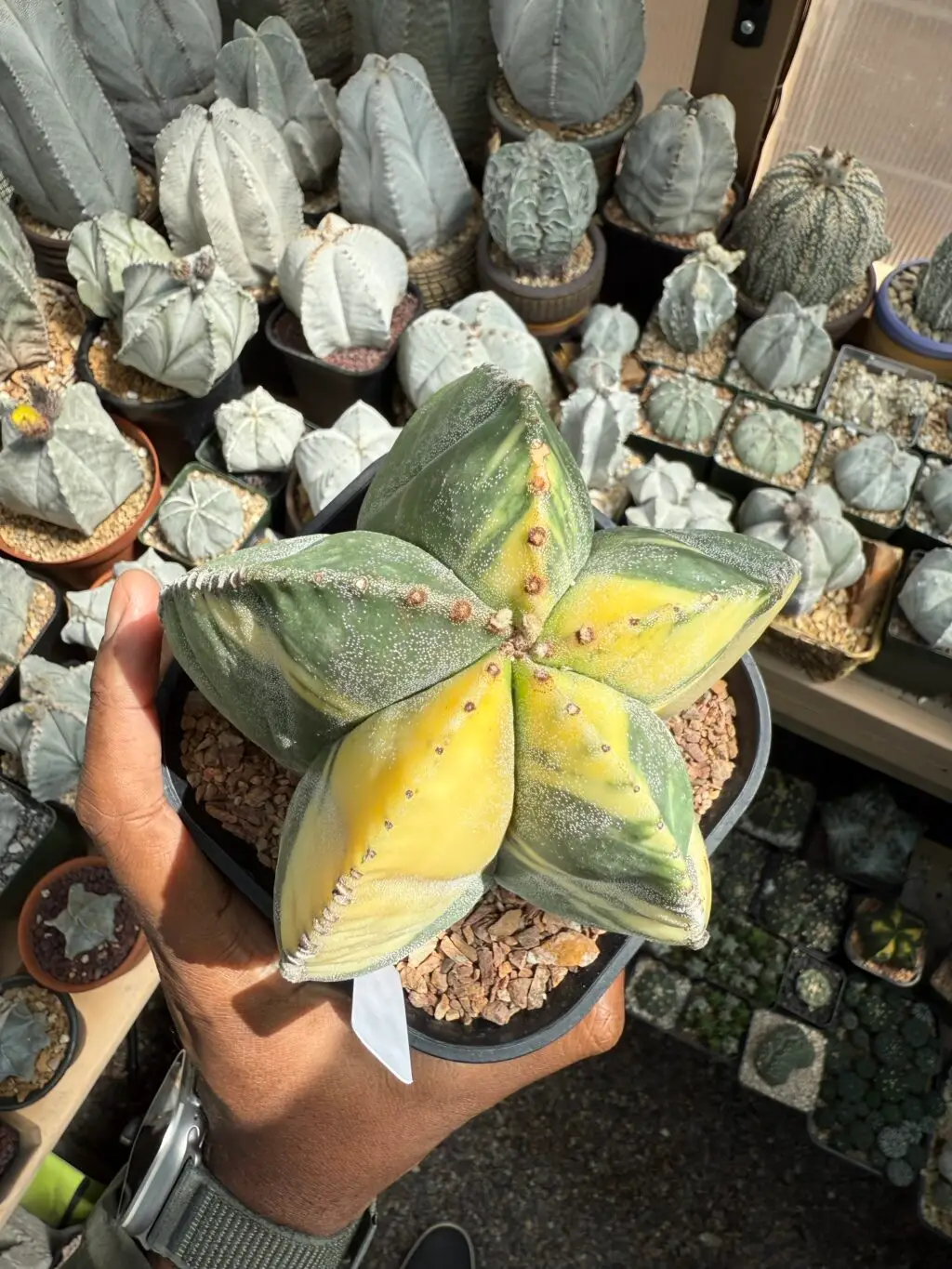 Astrophytum myriostigma Variegated - Image 4