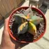 Astrophytum myriostigma Variegated - Image 3