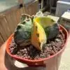 Astrophytum myriostigma Variegated - Image 2