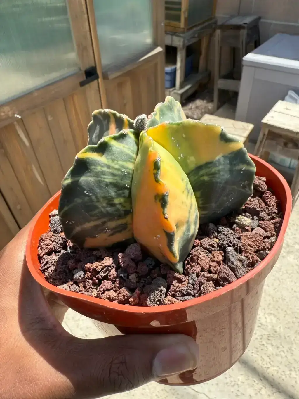 Astrophytum myriostigma Variegated - Image 2