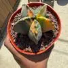 Astrophytum myriostigma Variegated