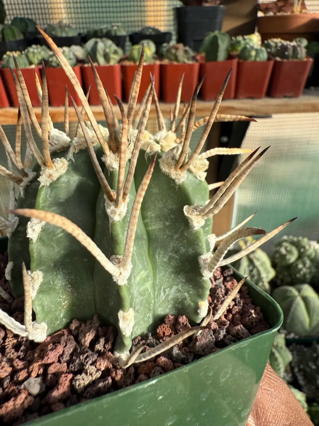 Astrophytum capricorne cv. Taiho-Gyoku Buffalo - Image 4