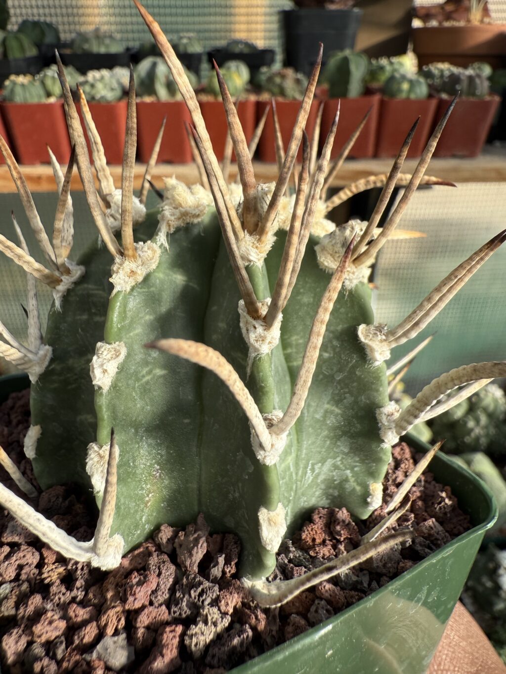 Astrophytum capricorne cv. Taiho-Gyoku Buffalo - Image 3