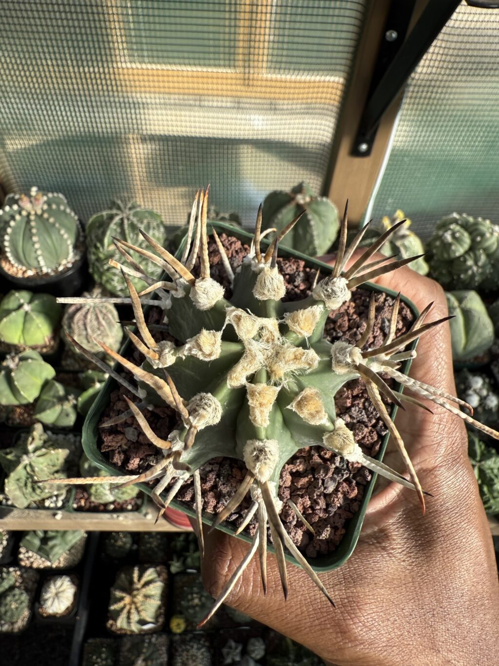 Astrophytum capricorne cv. Taiho-Gyoku Buffalo - Image 5