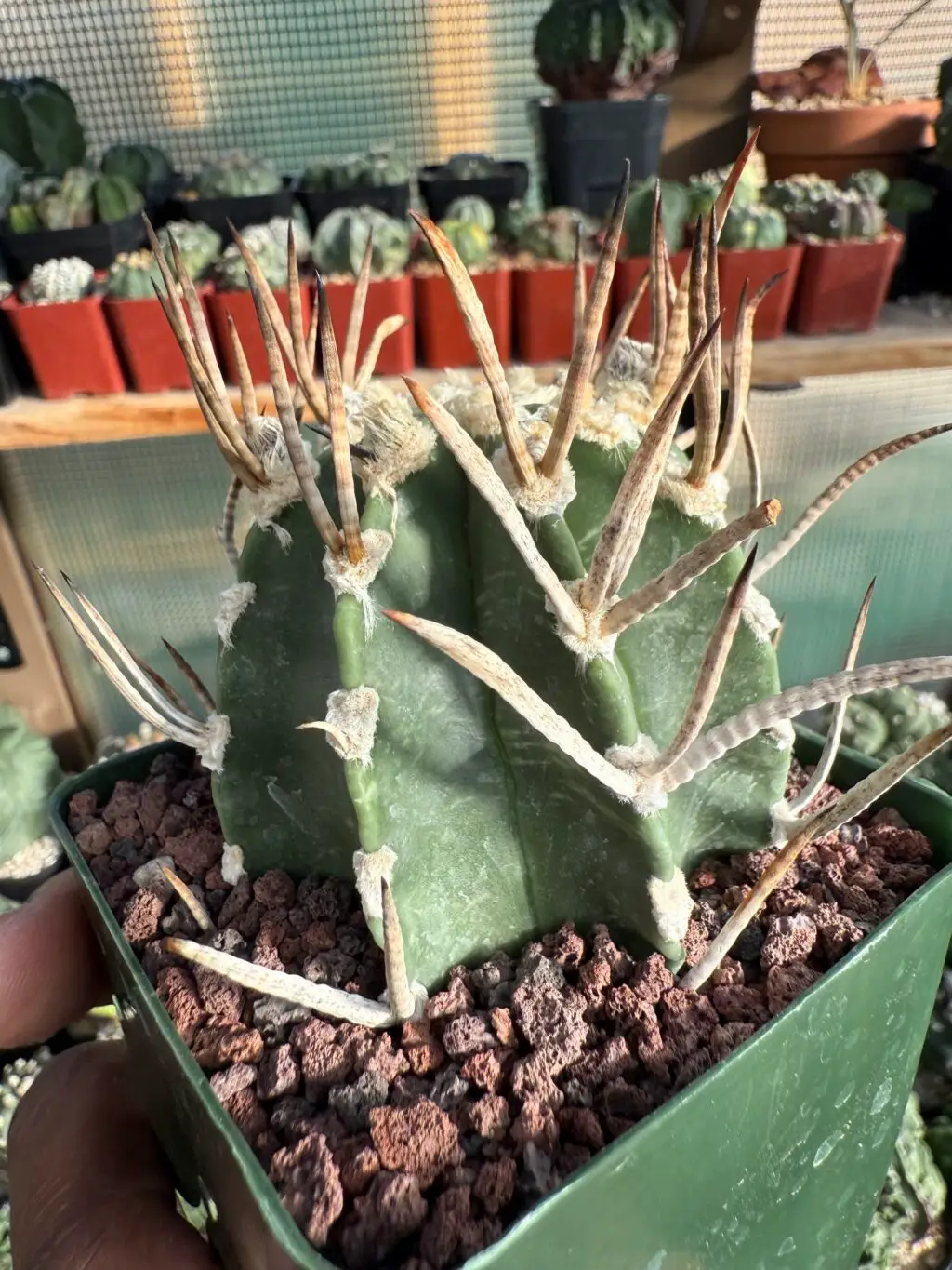 Astrophytum capricorne cv. Taiho-Gyoku Buffalo - Image 2