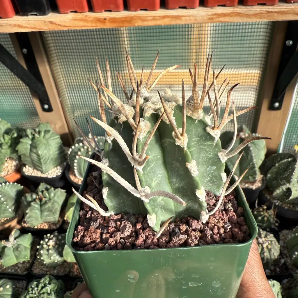 Astrophytum capricorne cv. Taiho-Gyoku Buffalo