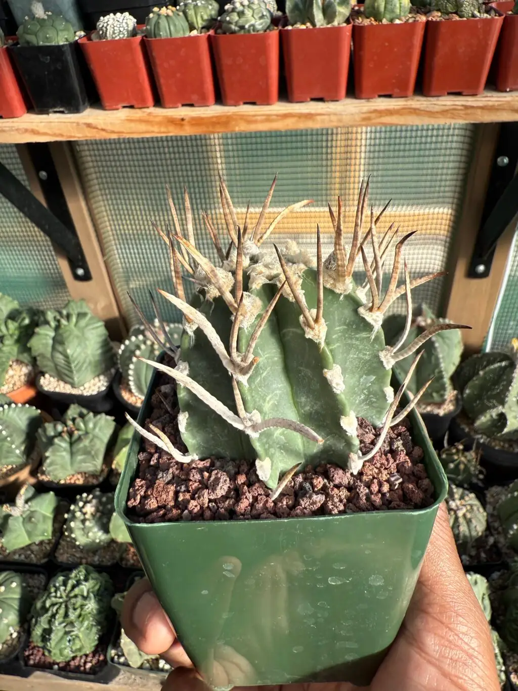 Astrophytum capricorne cv. Taiho-Gyoku Buffalo