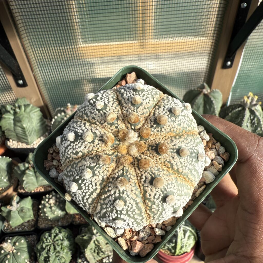 Astrophytum asterias cv. Fujidori