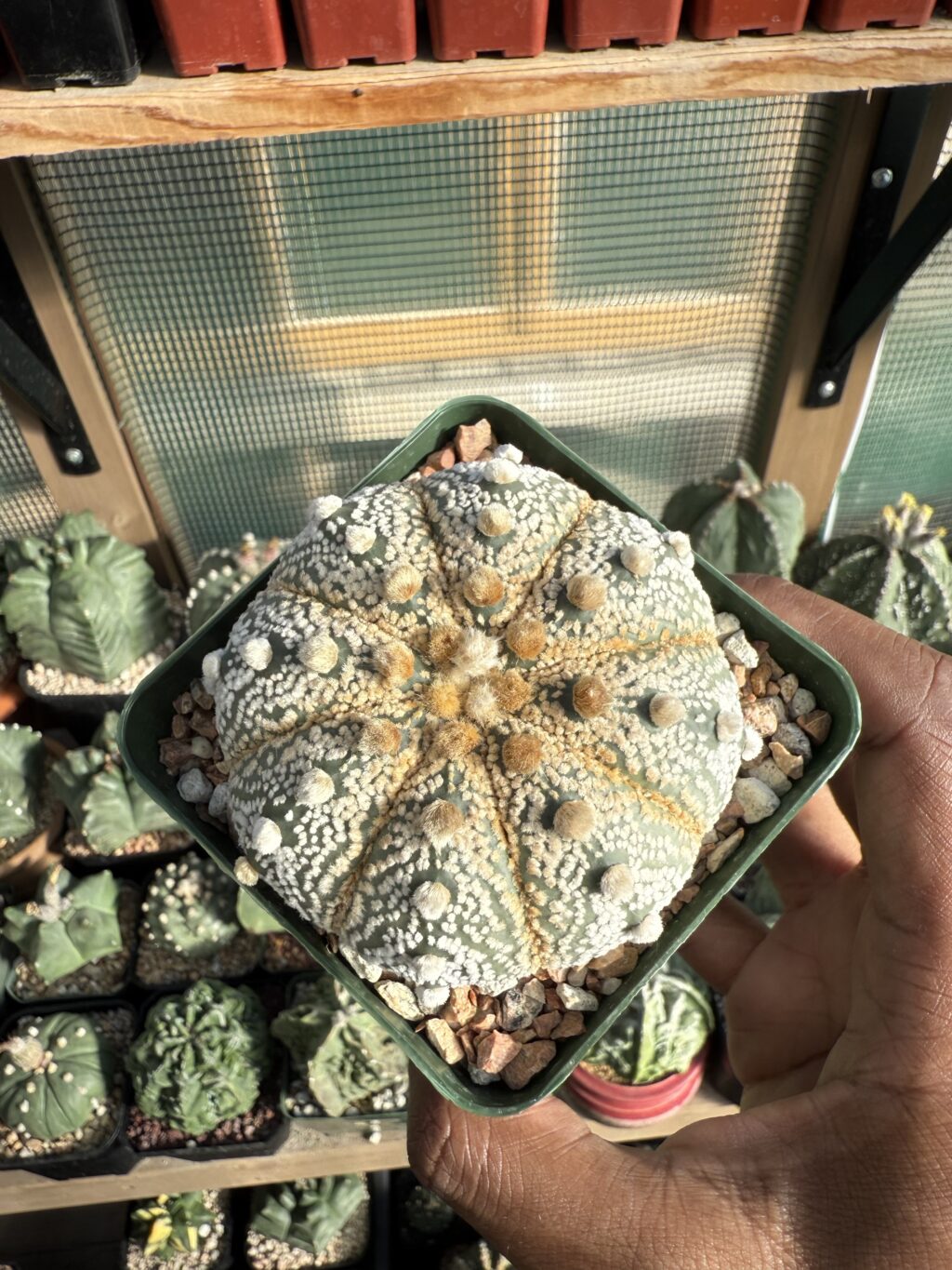 Astrophytum asterias cv. Fujidori