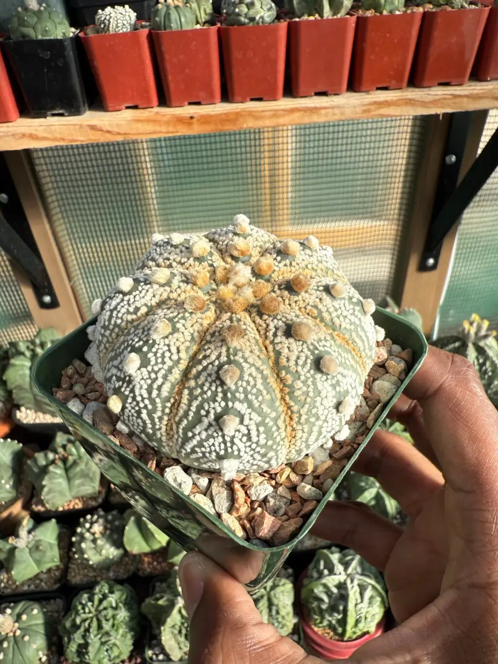 Astrophytum asterias cv. Fujidori - Image 2