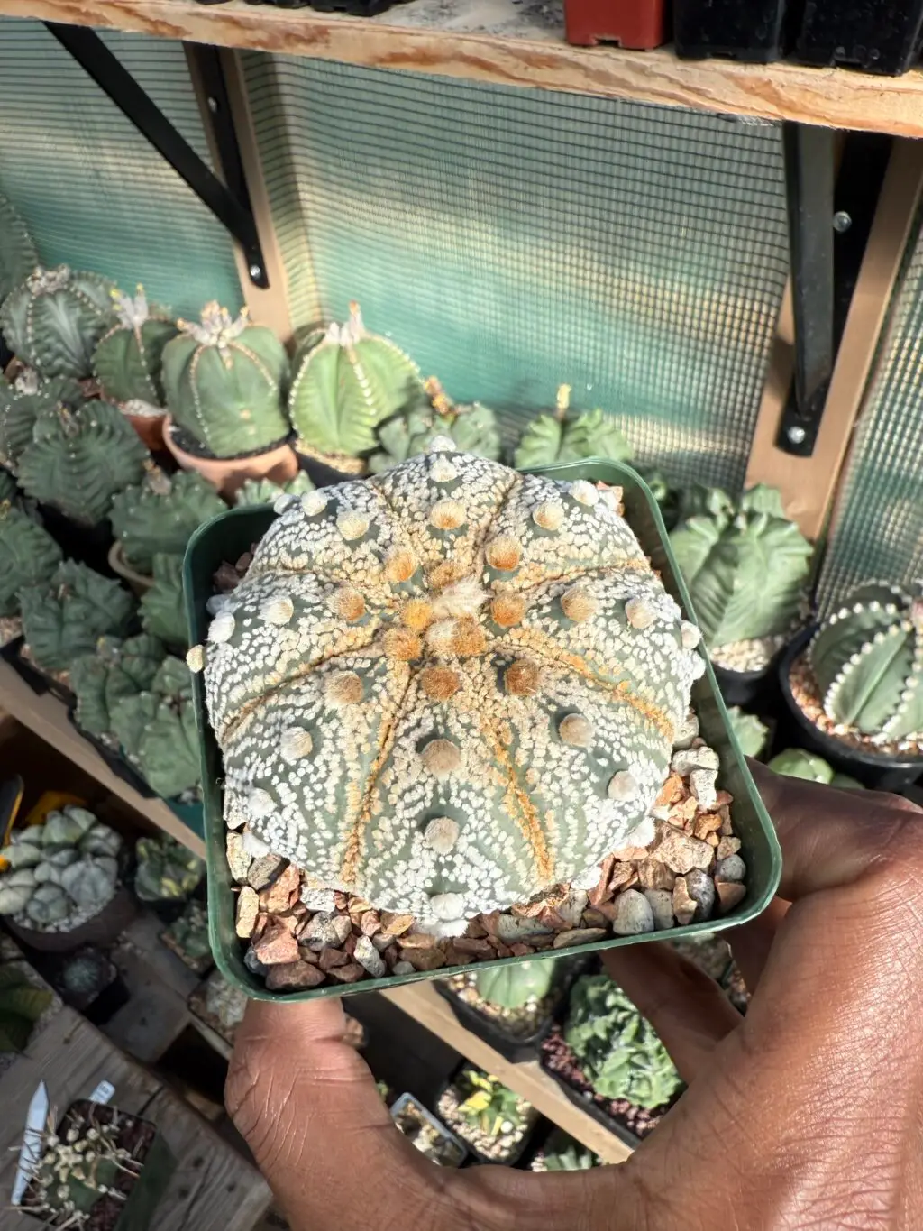 Astrophytum asterias cv. Fujidori - Image 3