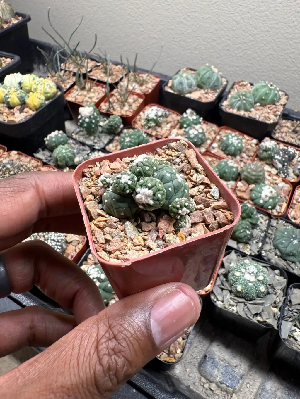 Astrophytum asterias cv. Kikko Lizard Skin Bundle - Image 3
