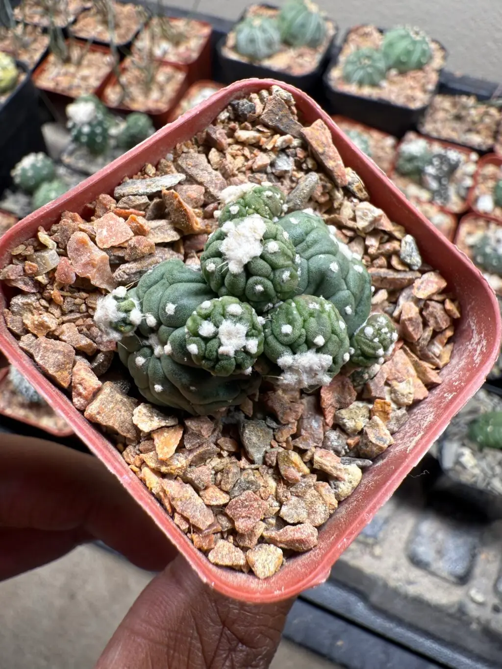 Astrophytum asterias cv. Kikko Lizard Skin Bundle - Image 2