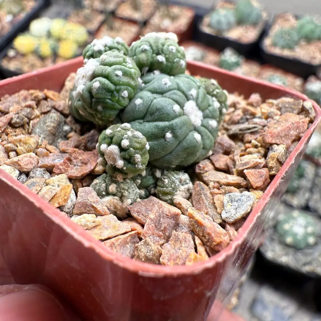 Astrophytum asterias cv. Kikko Lizard Skin Bundle