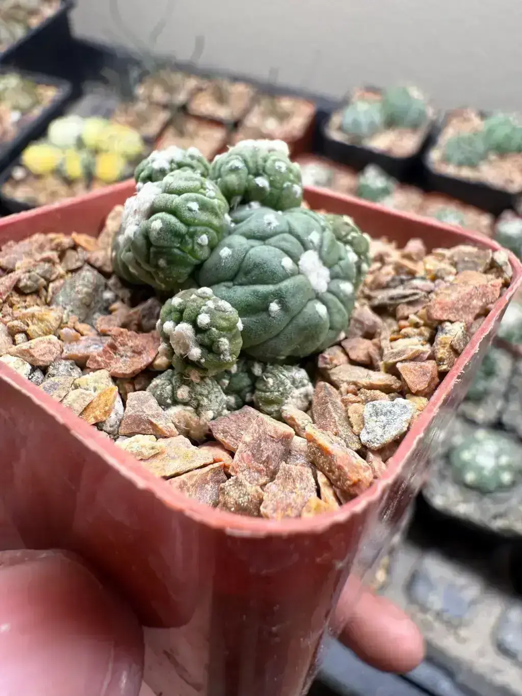 Astrophytum asterias cv. Kikko Lizard Skin Bundle