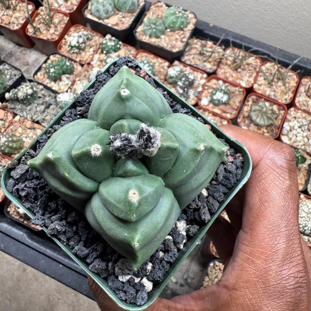 Astrophytum myriostigma cv. Kikko nudum quadricostatum