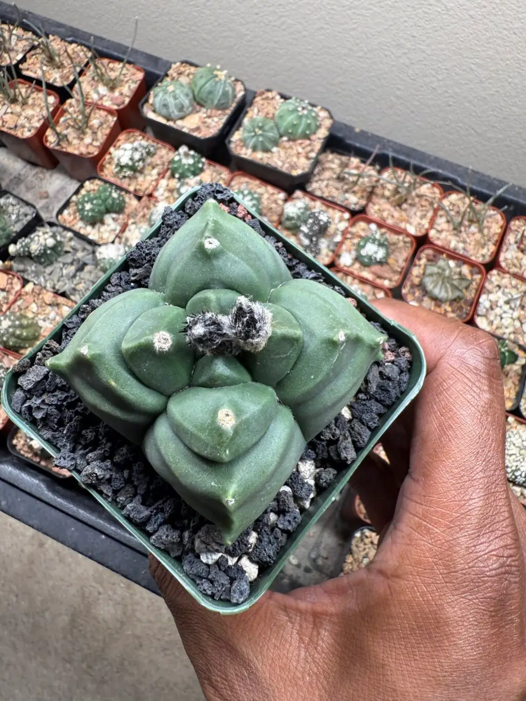 Astrophytum myriostigma cv. Kikko nudum quadricostatum