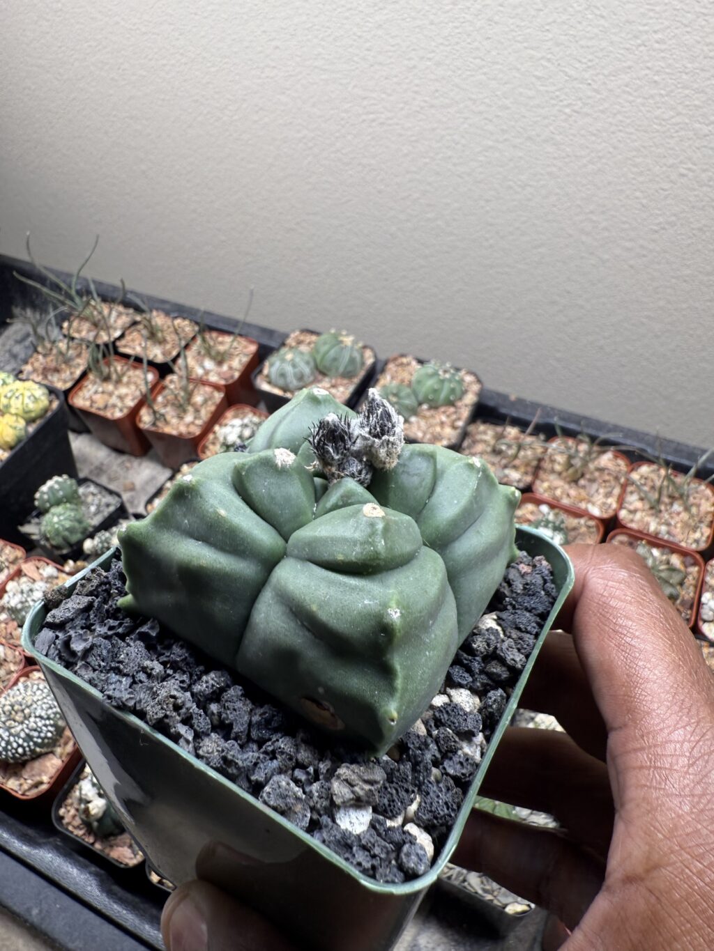 Astrophytum myriostigma cv. Kikko nudum quadricostatum - Image 2