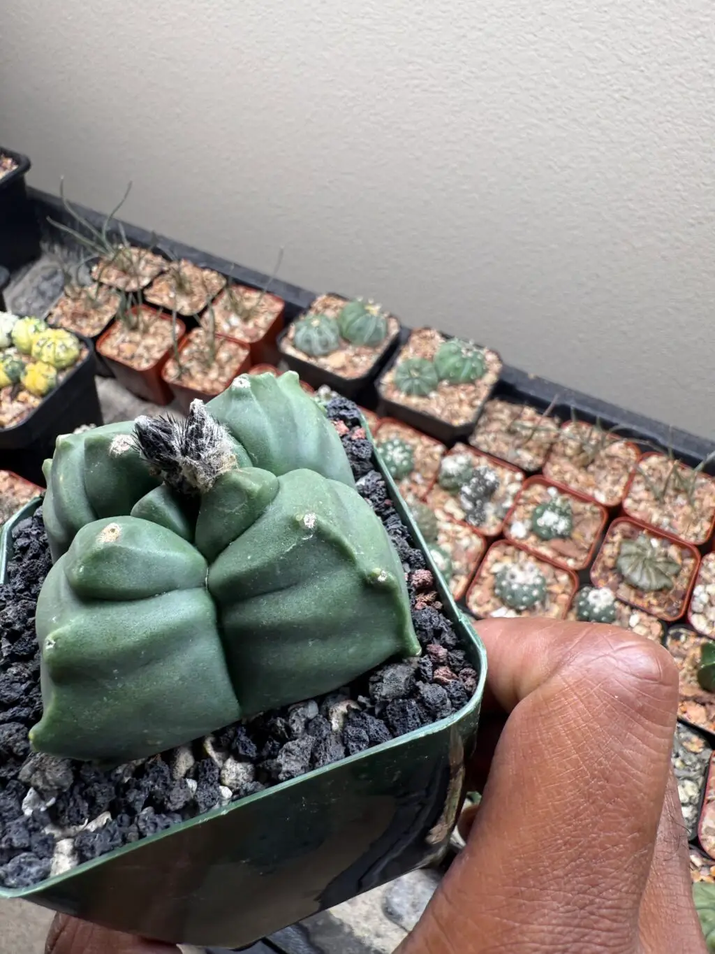 Astrophytum myriostigma cv. Kikko nudum quadricostatum - Image 3