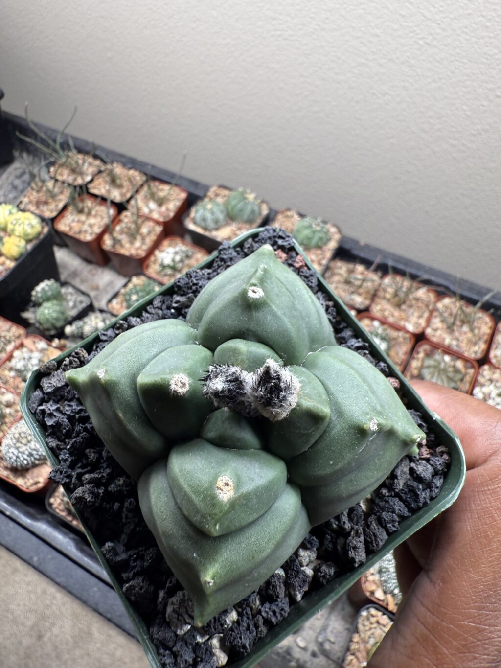 Astrophytum myriostigma cv. Kikko nudum quadricostatum - Image 4