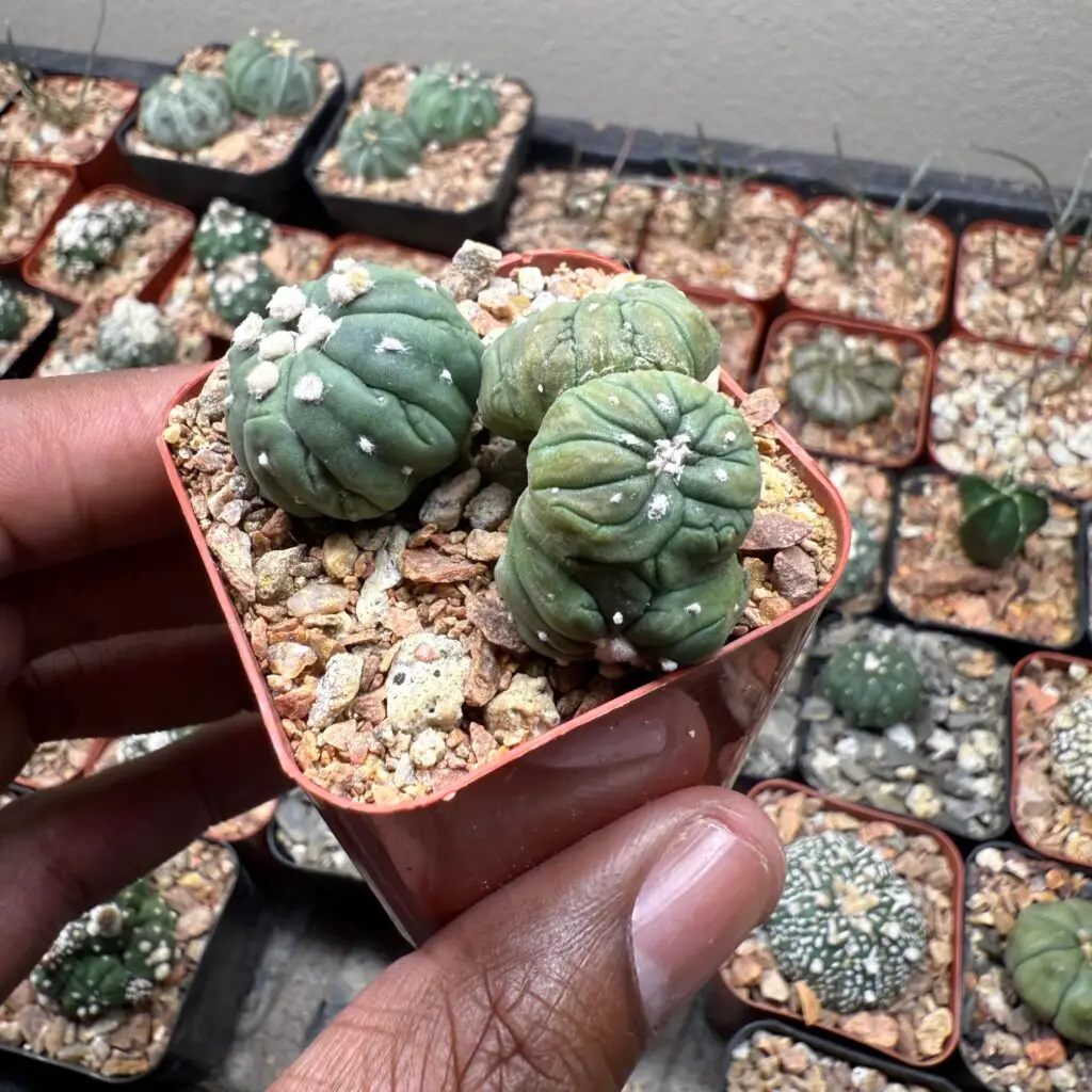 Astrophytum asterias cv. Kikko Lizard Skin Bundle