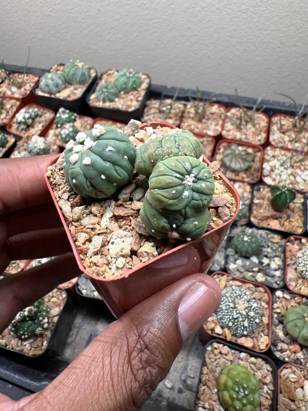 Astrophytum asterias cv. Kikko Lizard Skin Bundle