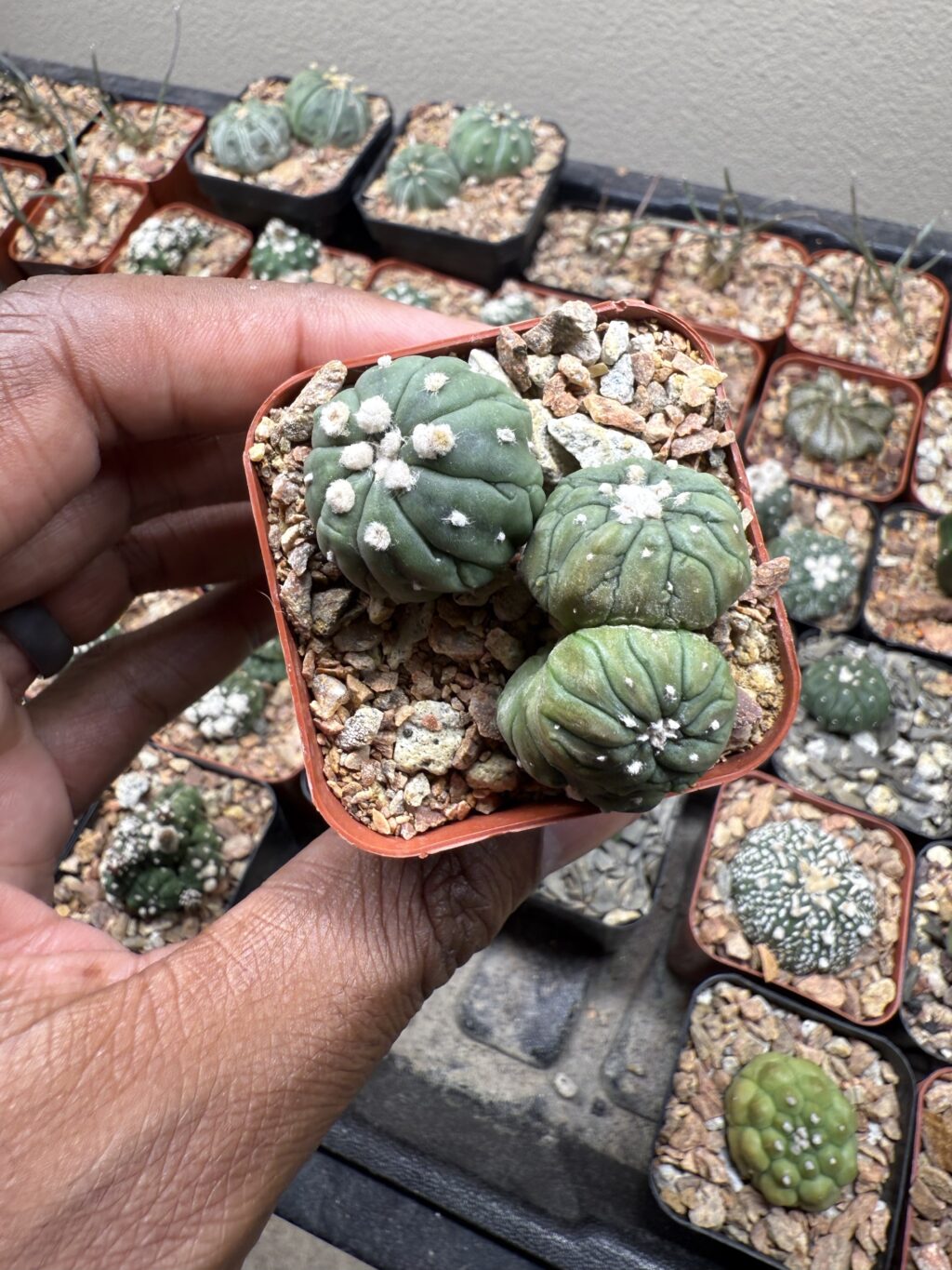 Astrophytum asterias cv. Kikko Lizard Skin Bundle - Image 2